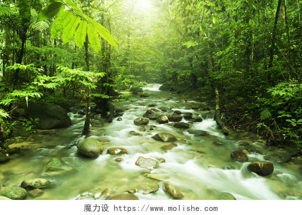 自然风景阳光下绿色森林中流淌的河流风景图